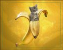 Kotě v banánu.jpg